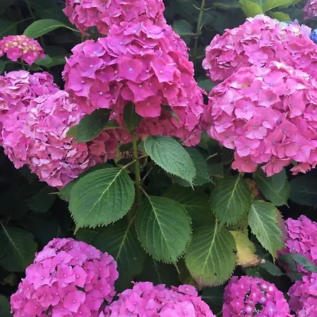 La Casita De Olivia Espinaredo 木屋 La Villa