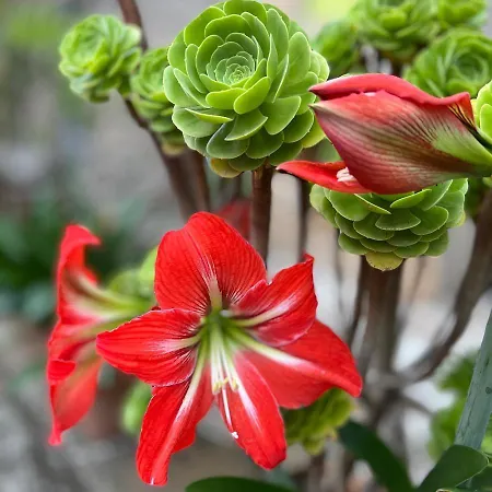 木屋 La Casita De Olivia Espinaredo *