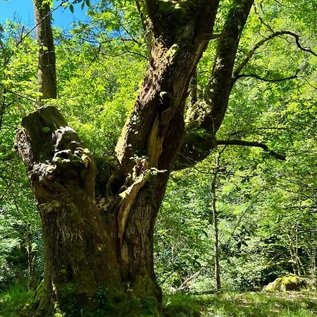 La Casita De Olivia Espinaredo 木屋 *