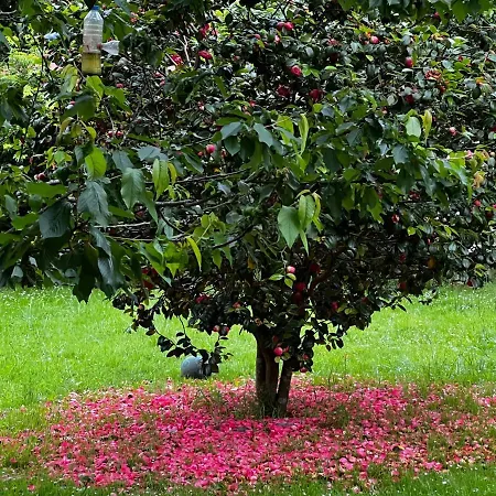 La Casita De Olivia Espinaredo La Villa
